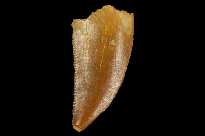 Serrated, Raptor Tooth - Real Dinosaur Tooth #124266